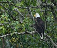 Bald Eagle, Knight Inlet