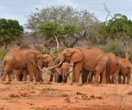 Tsavo's røde elefanter