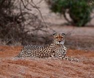 Gepard - Tsavo