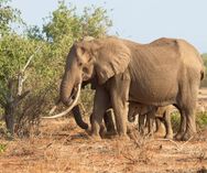 Elefant med unger - Tsavo øst