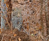 Leopard - Tsavo vest