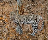 Leopard - Tsavo vest