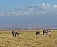 Elefanter foran Kilimanjaro - Amboseli