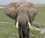 Elefant - Amboseli