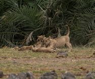 Løveunger - Amboseli