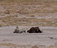 Hyæne med unger - Amboseli