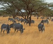 Grevy's zebraer - Samburu