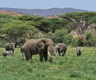 Elefanter - Samburu