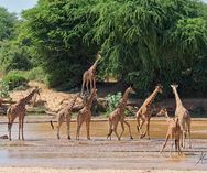 Rotchilds giraffer - Samburu