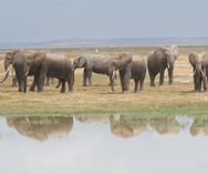 Elefanter - Amboseli