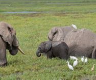 Elefanter i sumpen - Amboseli