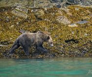 Grizzly Knight Inlet 2