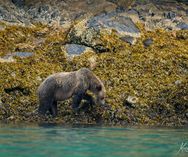 Grizzly Knight Inlet 3
